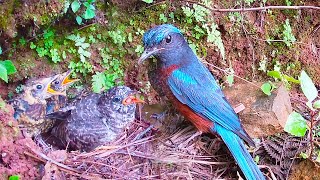 Big Finale: Bad news, the cuckoo is dead寄生的杜鹃鸟大结局：被不明生物袭击，只剩一地羽毛