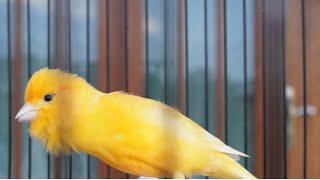 Belgian canary sings very well to seduce your canaries