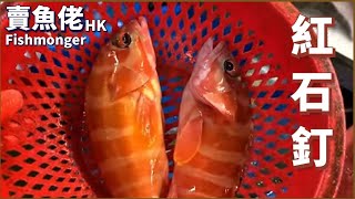 紅石釘 Redstone Nailfish 【賣魚佬 OH! Seafood HK】｜西環魚王