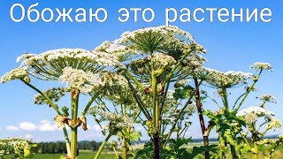 Обожаю Это Растение