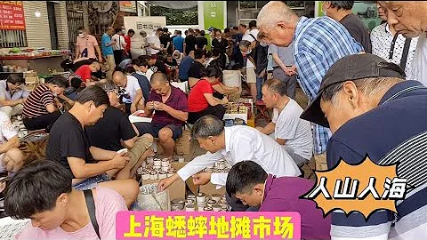现在是玩蟋蟀季节，来看看上海杨浦区蟋蟀地摊市场人气旺盛 - 天天要闻