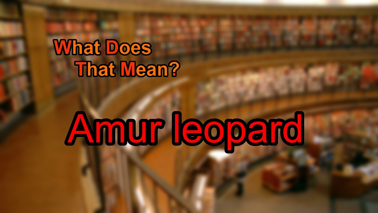 What does Amur leopard mean? - YouTube