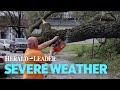 Severe weather knocks down trees in lexington neighborhoods