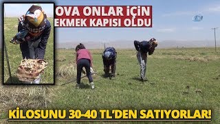 Ova Onlar İçin Ekmek Kapısı Oldu