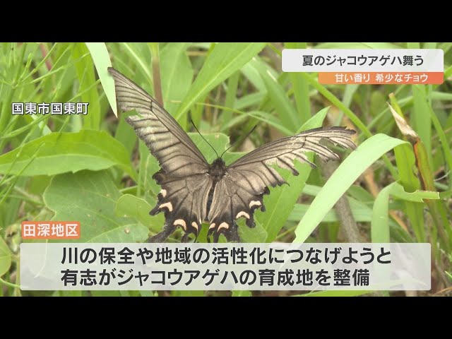 蝶の標本　ジャングルを舞うジャコウの世界(珍珍AB) 蝶の標本 ジャングルを舞うジャコウの世界(珍珍AB) - メルカリ