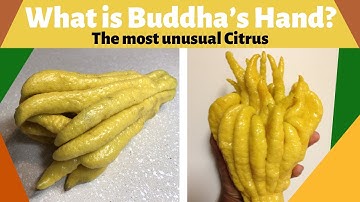 What is Buddha