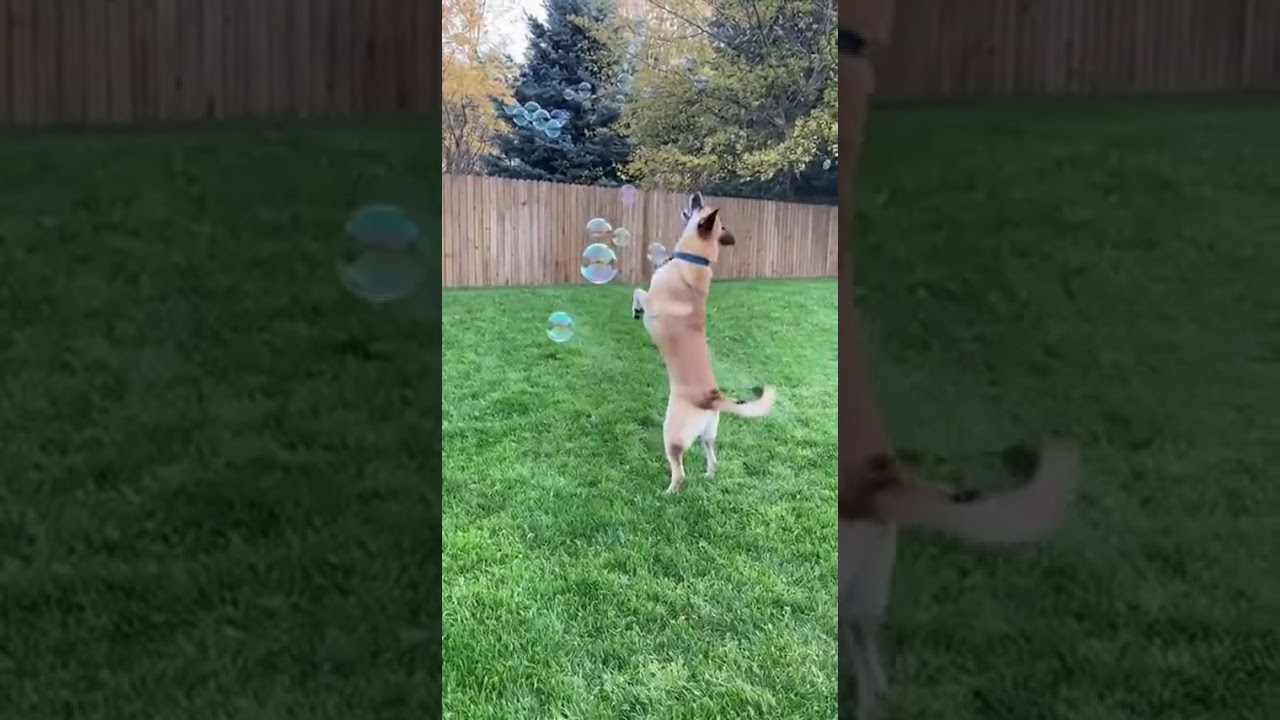 Dog vs  Bubbles 🫧😂  Funny Dog Jumping to Pop Every Bubble!