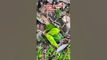 Indian python snake rescue #shorts #trending #video #youtubeshorts