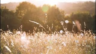 Summer Lullaby   Will Cookson