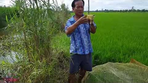 nhấp vịt - câu cá lốc bằng vịt miền Tây