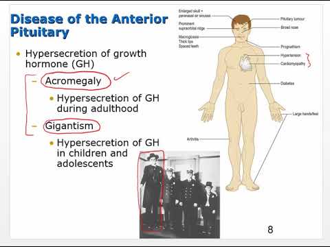 Ch 19 Pt 1 Endocrine