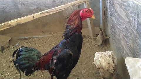 Flat comb rooster  (qaib zoo nraug) 6121