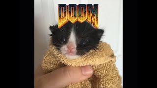 Kitten says Doom Testament in Spanish