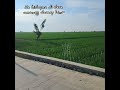 #bentangan sawah yang luas yang bikin suasana betah hidup di kampung#