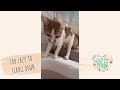 Cats falling in water 🐈‍⬛ | Tiktok compilation