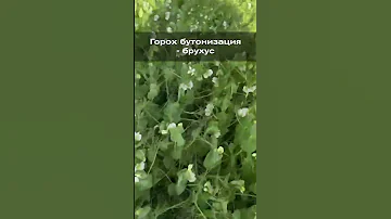 Горох бутонизация - брухус