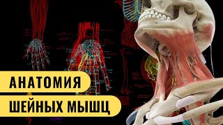 АНАТОМИЯ МЫШЦ ШЕИ