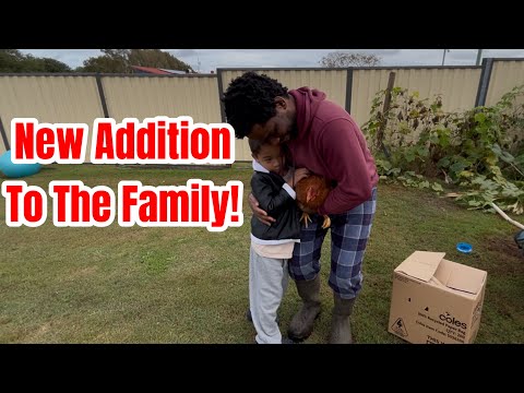 New Addition To The Family, Winter Garden + Layer Chicken Coop | Australia 🇦🇺