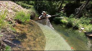 Incredible Seine Haul Produces Hundreds of Fish