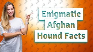 What Are the MustKnow Facts About Afghan Hounds?