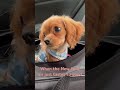 😂 #puppy #dog #cute #funnyshorts #funnydog #funnypuppy #cutepuppy #adorable #newyork #newyorkcity
