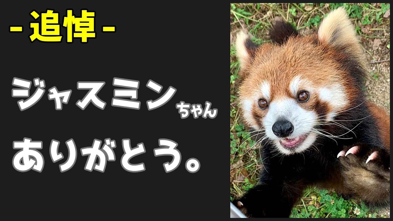 追悼 レッサーパンダ ジャスミン ありがとう Red Panda Jasmine Kyoto City Zoo Youtube