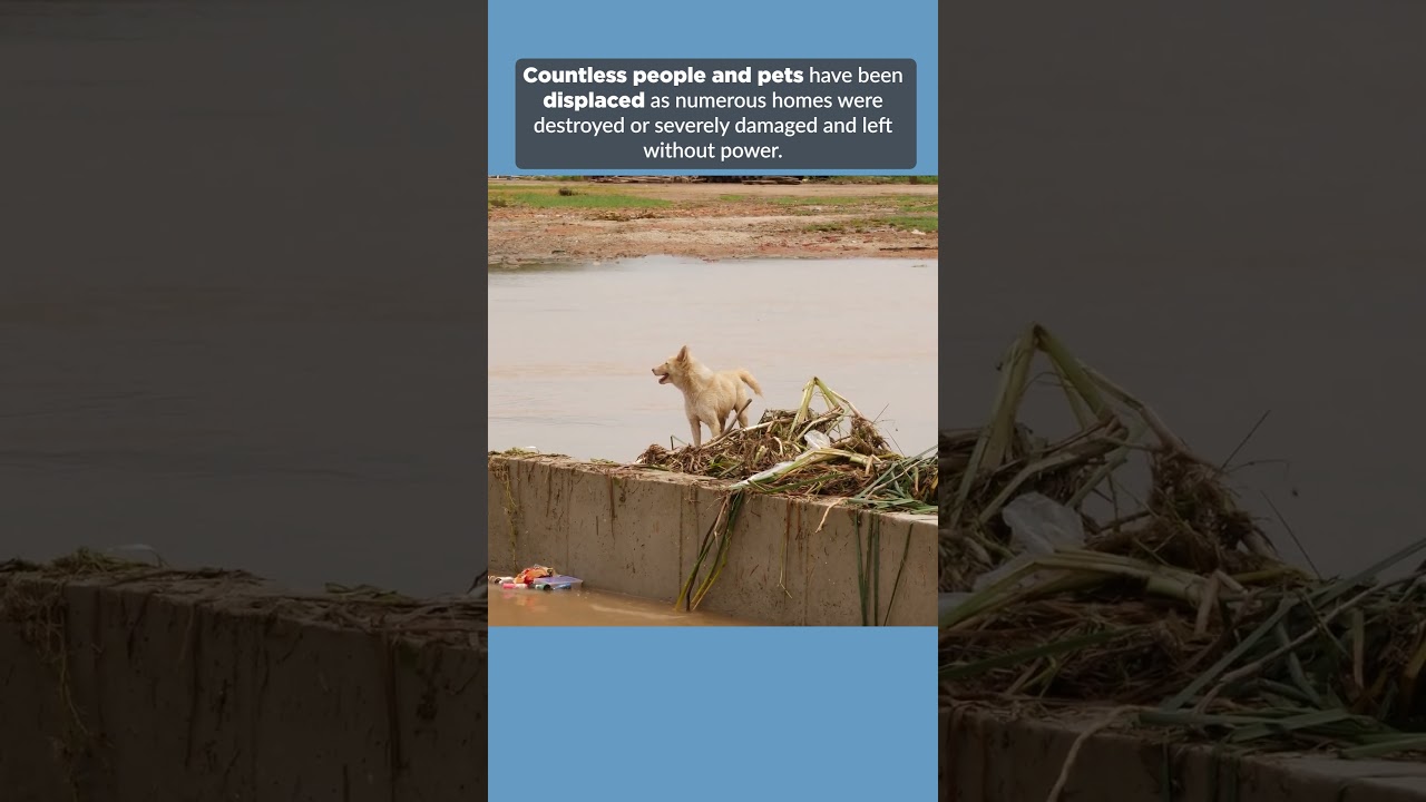 Help People & Pets Impacted by Hurricane Melissa