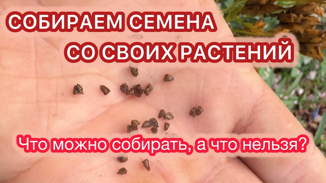 А ПОБУХТЕТЬ… или история о том, что скрывает красивый пакетик семян с приставкой F1