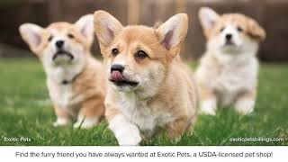 Exotic Pets Billings Montana 59102