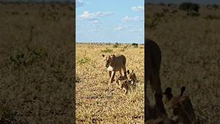 A Mother Lioness Leading Her Tiny Cubs | Serengeti National Park#ai #animals #shortvideo ..