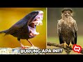 Burung Predator!? Penemuan Jenis Burung Paling Langka Wajah Paling Aneh, Setelah Diselidiki Ternyata