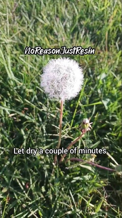 How to prep #dandelions for #epoxy #resin #resinartist #tutorial