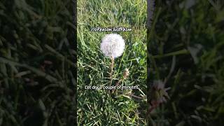How to prep #dandelions for #epoxy #resin #resinartist #tutorial