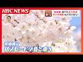 【異変】北海道の桜が記録的な早咲き!連休前に散っちゃう?ライトアップも急きょ前倒し 一方、桜の名所「二十間道路」では"倒木の危険性"など守る側の苦悩も