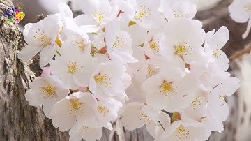 تلاوة ممتعة لسورة المدثر بصوت الشيخ ياسر سلامة