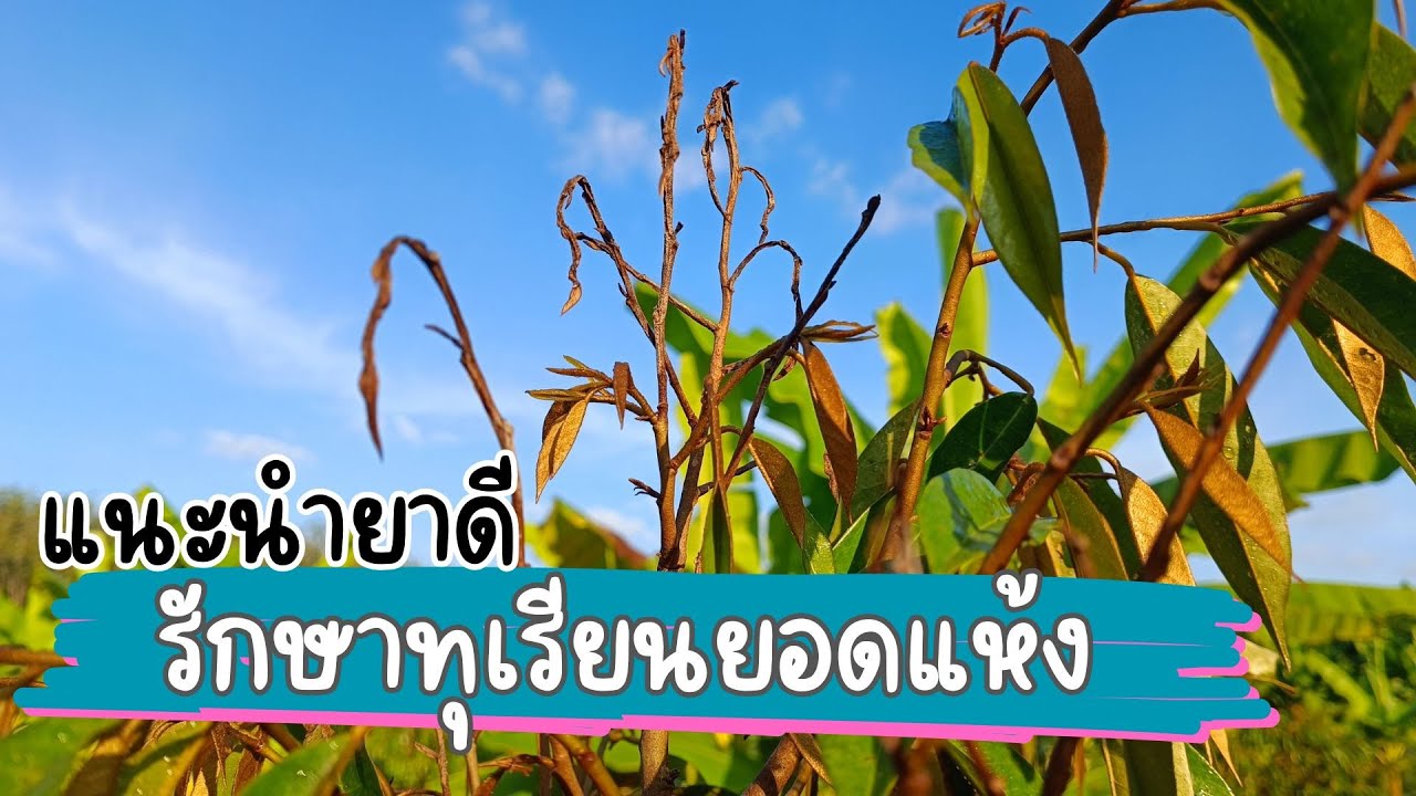 แนะนำยาดี รักษาทุเรียนยอดเหี่ยวยอดแห้ง