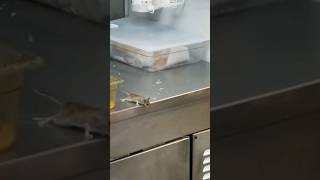 Sad Ending 😥 | BEN Jumps Into Deep Fryer | Michael Jackson - Ben Song | Mouse (Rat) Jumps into Fryer