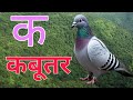 K se kabutar | क से कबूतर, ख से खरगोश, हिंदी वर्णमाला, क ख ग, अ Kआ इ ई,,#kidsongs