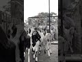 deonarBakraMandiday12026#deonarmandi#bakraeid#bakr#goat#deonarbakramandiupdae#2026#vairal#tardig