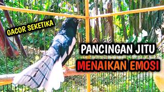 PANCINGAN JITU MENAIKAN EMOSI KACER LAIN  !! PANCINGAN KACER GACOR PASTI NYAUT AMPUH.