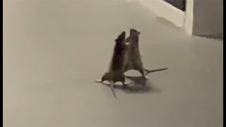 Overcooked 2 - If two rats were in the kitchen