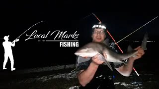 Solitary Smoothhound: The Lone Hunter Reeled In!