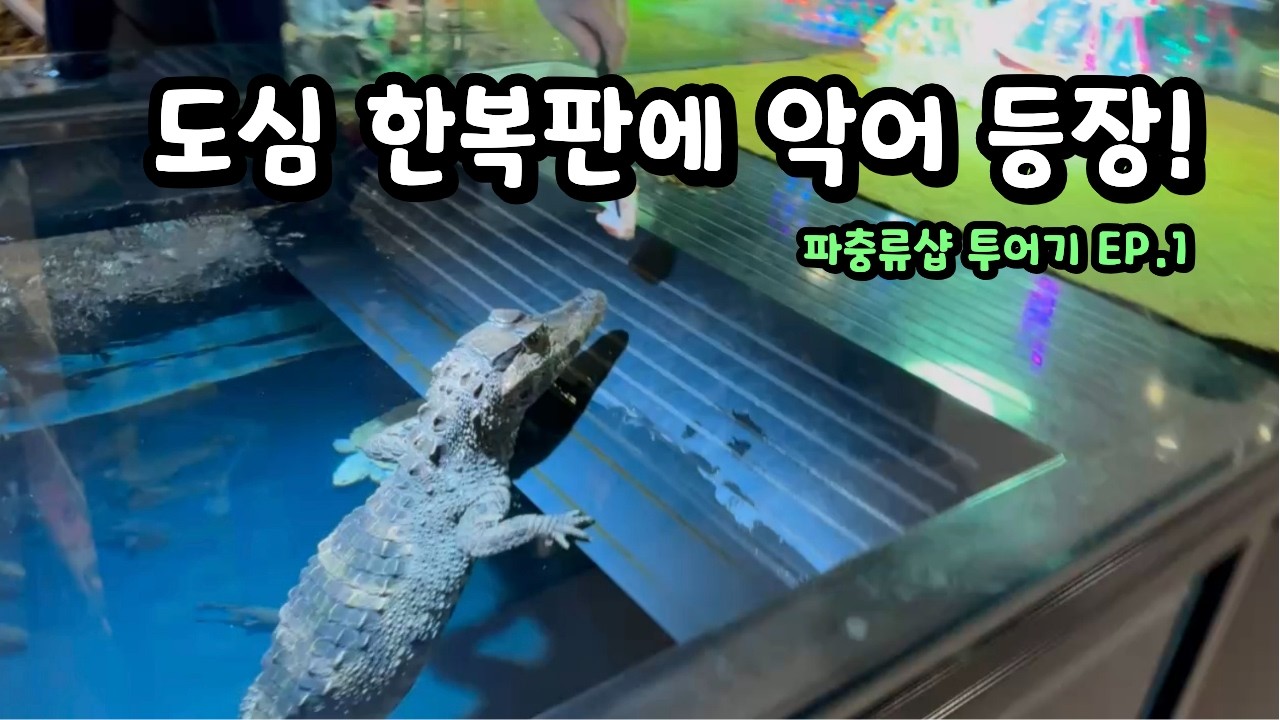 도심 한복판에 나타난 천만원대 악어!! | 파충류샵 투어기 EP.1
