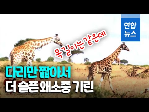 '숏다리 기린' 발견에 학계 걱정…기후변화 때문일까? / 연합뉴스 (Yonhapnews)