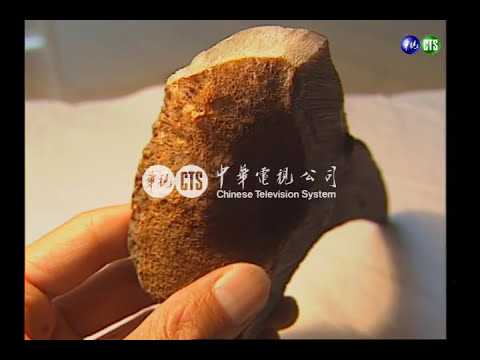 【歷史上的今天】1992.11.19_農委會宣布全面禁止犀牛角進出口買賣