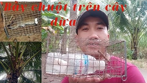 bẫy chuột dừa độc lạ.dín chuột ú nu #minhthiensoctrang #04