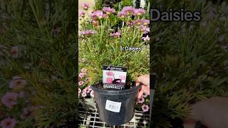 3 Pollinator Attracting Plants For Your Garden….. #garden #gardening #pollinators Profile