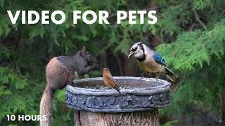 RedWinged Black Birds, Blue Jays and Backyard Squirrels  10 Hour Cat TV for Pets  May 22, 2024