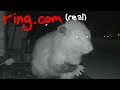 A Visit of the Nocturnal Kind (Nocturnal Visit Game)