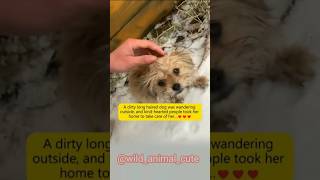Menolong anak anjing di musim dingin 🐕 poor puppy rescue -dog #anjing #dog #puppy #rescue #animals